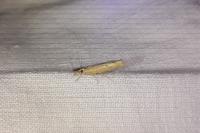 Pediasia contaminella