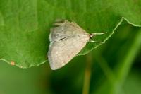 Anania fuscalis