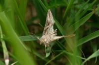 Autographa gamma