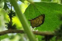 Ecpyrrhorrhoe rubiginalis
