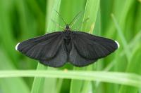 Odezia atrata