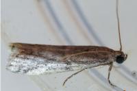 Ephestia