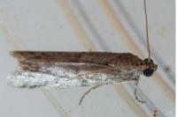 Ephestia