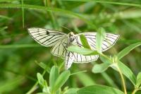 Siona lineata