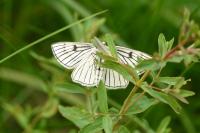 Siona lineata