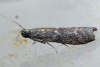 Cryptoblabes gnidiella