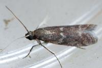 Cryptoblabes gnidiella