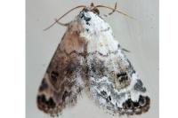 Eublemma scitula