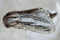 Pachypasa limosa