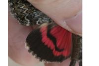 Catocala promissa