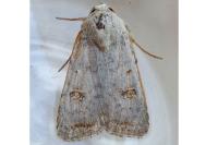 Caradrina proxima