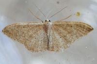 Idaea belemiata helianthemata