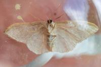 Idaea belemiata helianthemata