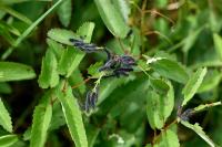Saturnia pavonia