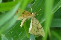 Gandaritis pyraliata
