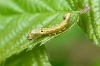 Thyatira batis