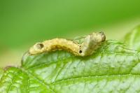 Thyatira batis