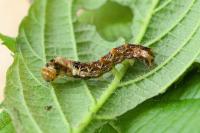 Thyatira batis