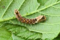 Thyatira batis