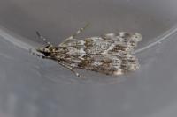 Scoparia
