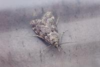 Scoparia