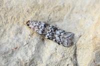 Dioryctria