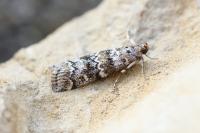 Dioryctria