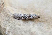 Dioryctria