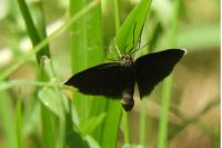 Odezia atrata