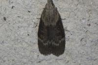 Aphomia sociella