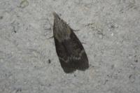 Aphomia sociella