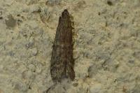 Ephestia