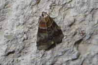 Acrobasis repandana