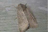 Hoplodrina