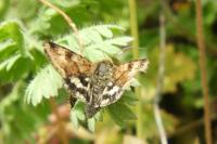 Heliothis viriplaca