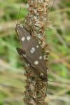 Dysauxes punctata
