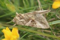 Autographa gamma