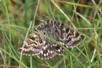 Euclidia mi