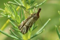 Thisanotia chrysonuchella