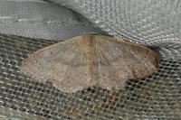 Idaea eugeniata