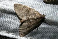 Thera variata