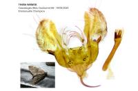 Thera variata