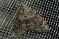 Thera variata