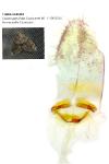 Thera variata