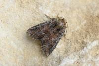 Oligia latruncula