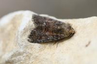 Oligia latruncula