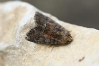 Oligia latruncula
