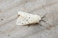 Spilosoma lubricipeda
