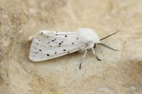 Spilosoma lubricipeda