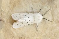 Spilosoma lubricipeda